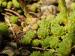 montanum ssp. montanum from Sattel Alans