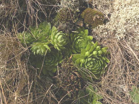 globiferum ssp. globiferum from Kamenec (Süd 1)
