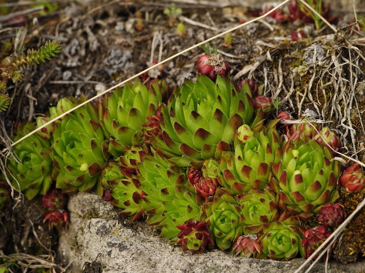 globiferum ssp. hirtum (preissianum) from Sivý kameň