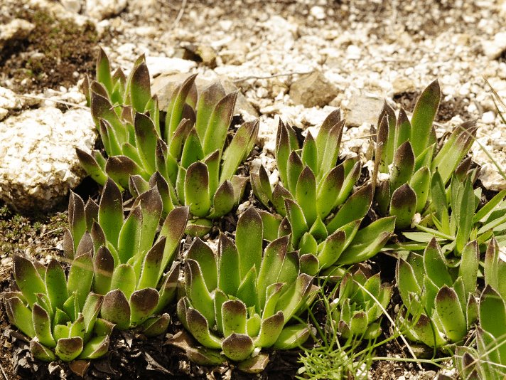 heuffelii from Stiv, Gipfel