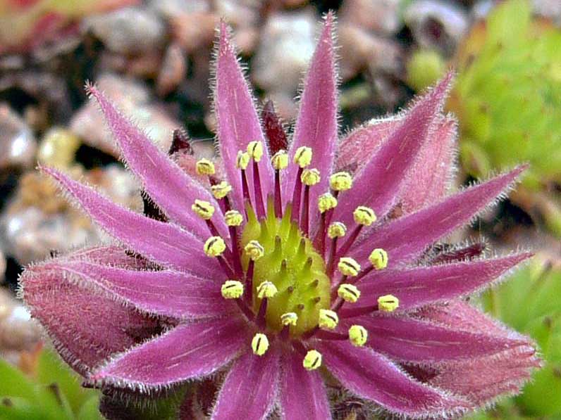 montanum ssp. stiriacum from Hörndlinger Graben