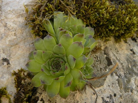 heuffelii (glabrum) from Gornje Vusanje