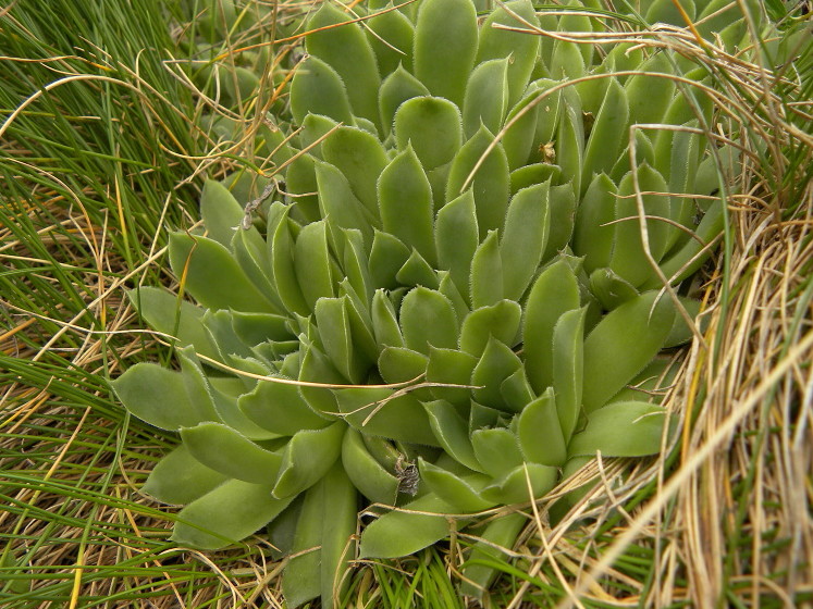 heuffelii (glabrum) from Mliječni do
