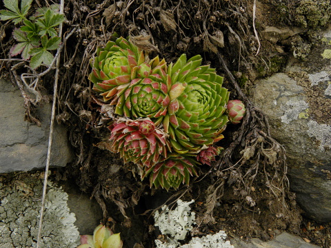 globiferum ssp. globiferum from Kamenec (Süd 2)