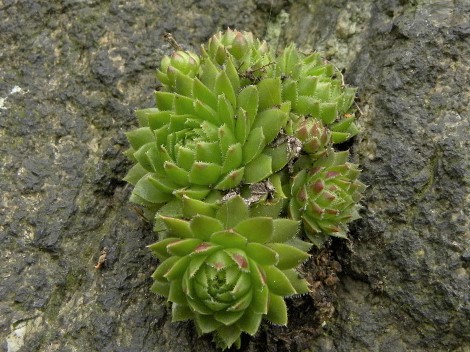 globiferum ssp. globiferum from Bečov nad Teplou, Burg