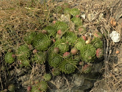 globiferum ssp. globiferum from Piplův mlýn