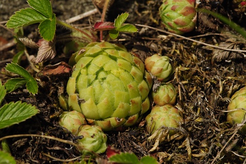 globiferum ssp. globiferum from Nevděk