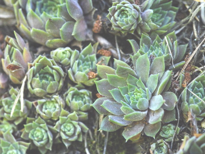 marmoreum ssp. erythraeum from Rila (oberhalb des Klosters)