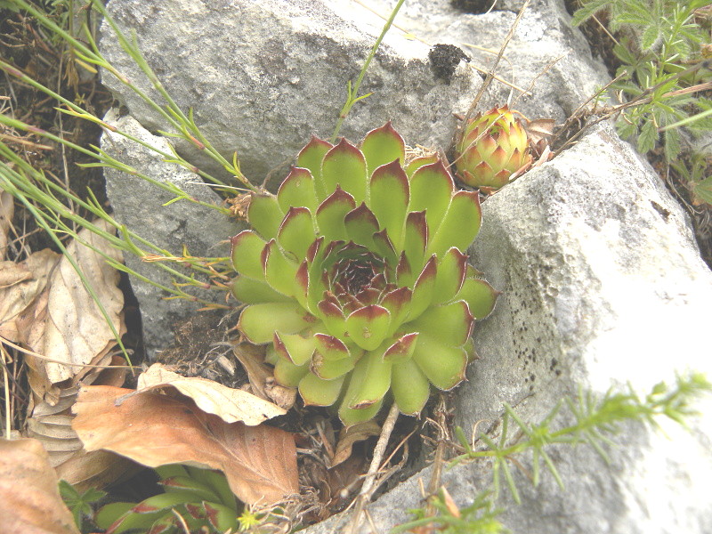 marmoreum from Brojišta
