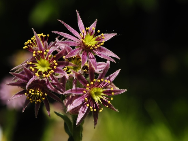 montanum ssp. carpathicum from Morskie Oko