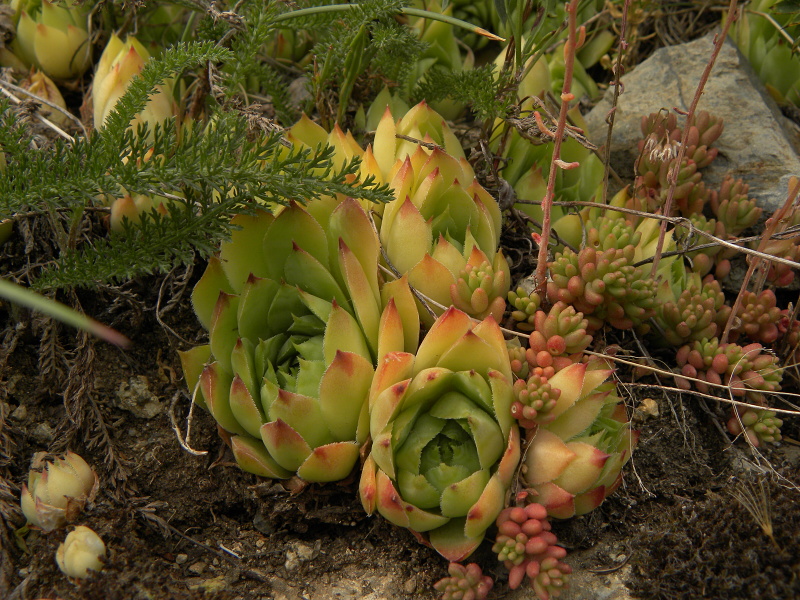 tectorum var. tectorum from Sant Maurici, unter dem See S. M.