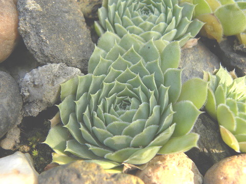 heuffelii (glabrum) from Popova Šapka