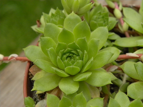tectorum var. tectorum (alpinum) from Petit Pimené