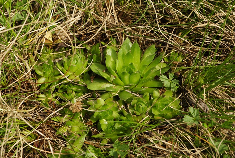 globiferum ssp. globiferum from Záhořský vrch