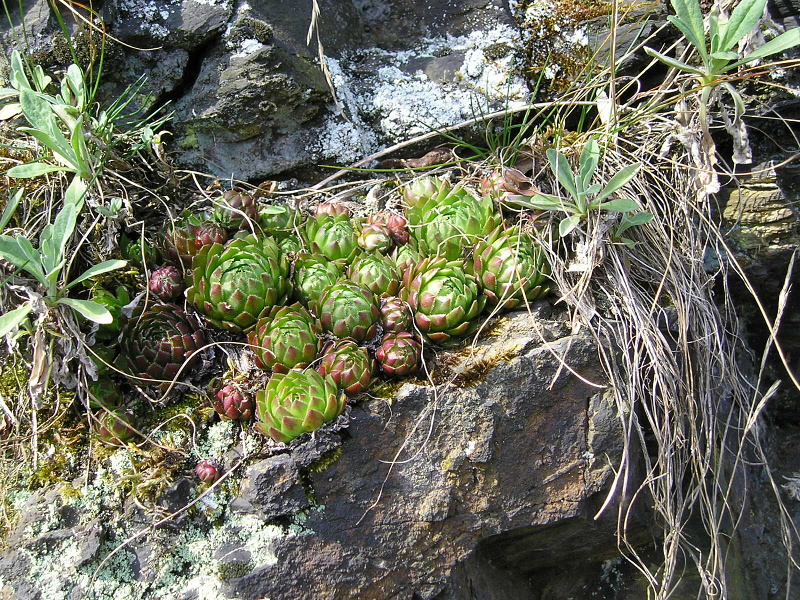 globiferum ssp. globiferum from Chrást u Plzně