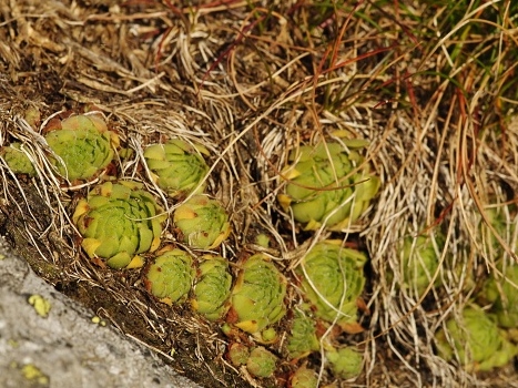 montanum ssp. carpathicum from Wielky Staw Polski