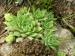 globiferum ssp. hirtum (hirtum) from Žiar nad Hronom