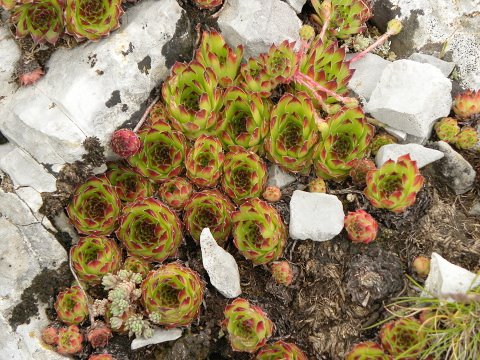 marmoreum ssp. marmoreum from Gropa e Dobkut