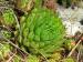 globiferum ssp. hirtum (preissianum) from Zvolen