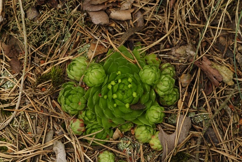 globiferum ssp. globiferum from Čerňovice (südöstl.)