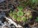 globiferum ssp. hirtum from Fischauer Berge