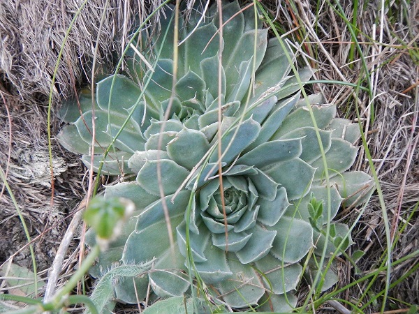 heuffelii from Baba, Gipfel
