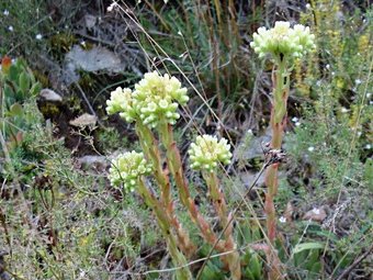 heuffelii from Pivska planina