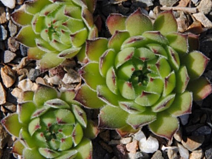 ruthenicum from Orheiul Vechi