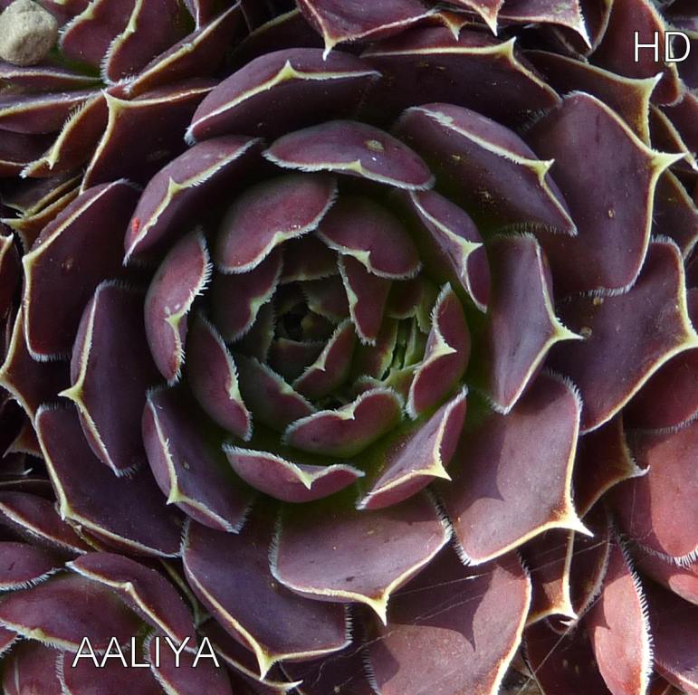 Aaliya / Jovi