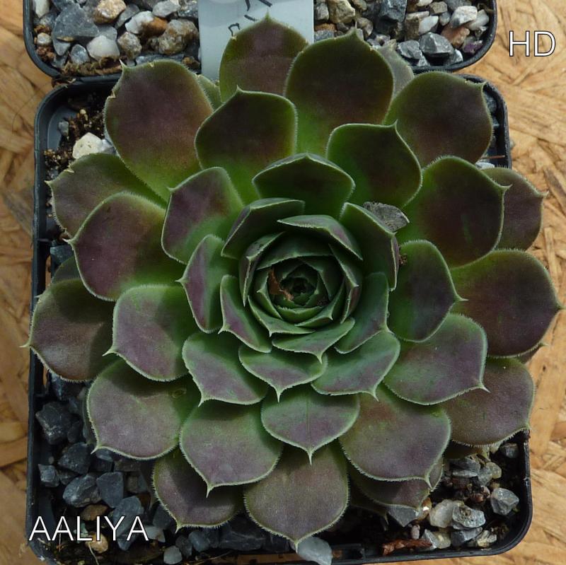 Aaliya / Jovi