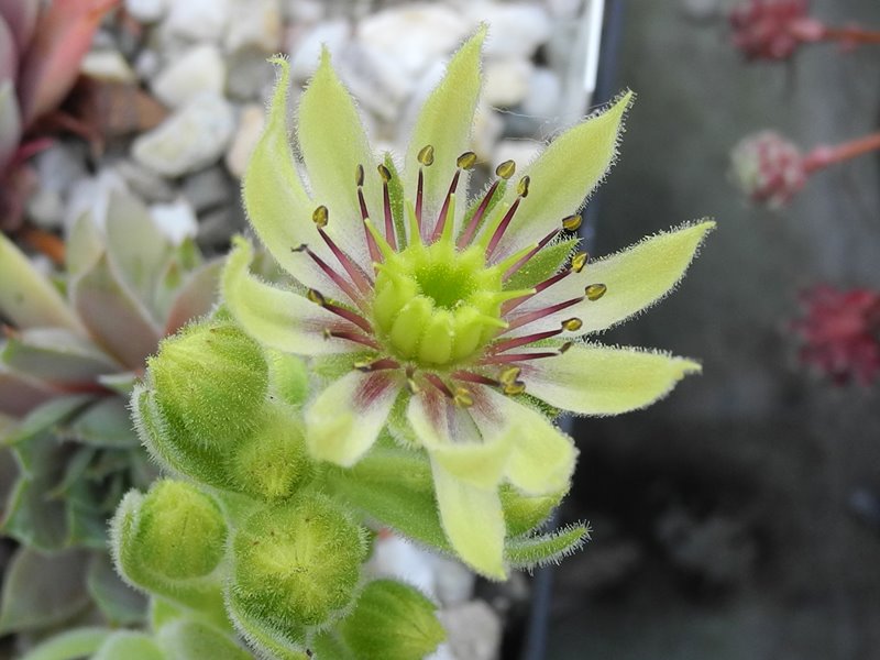 alidae