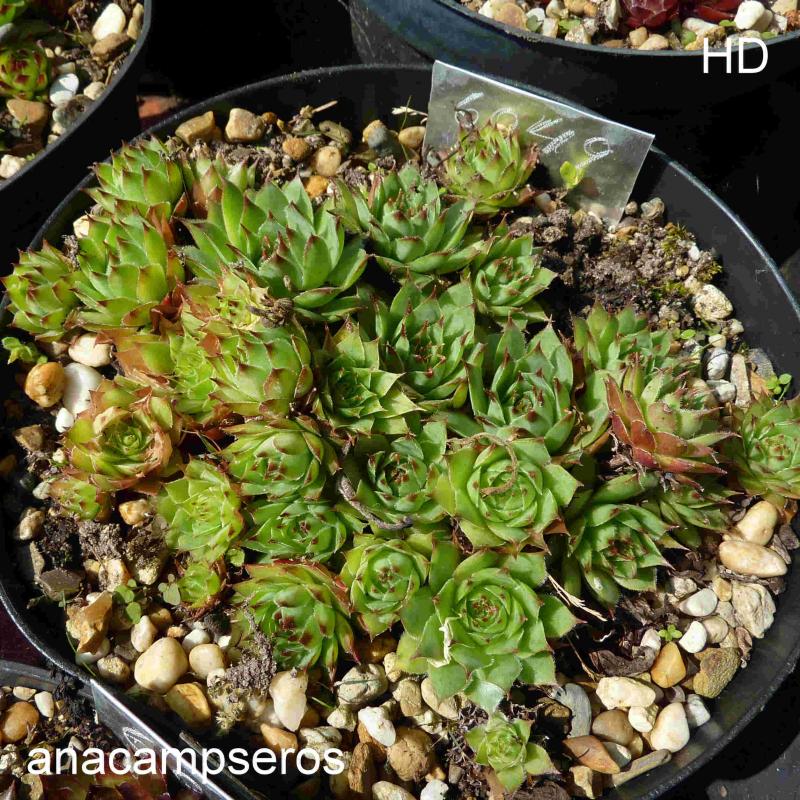 anacampseros