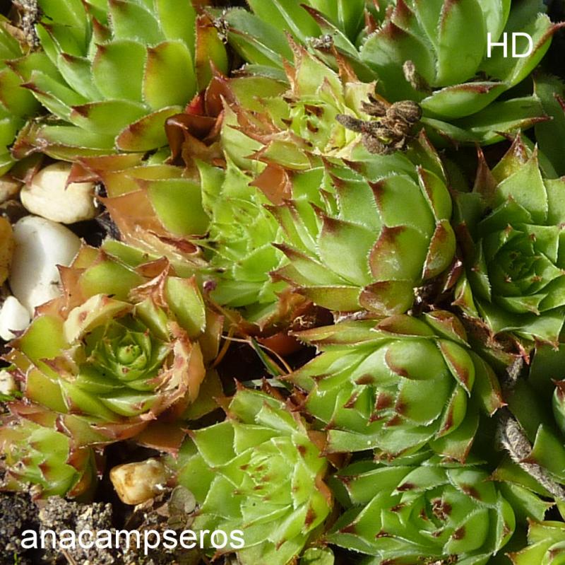 anacampseros