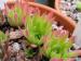 marmoreum ssp. reginae-amaliae (angustissimum)