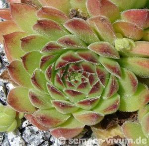 annae (PH1416)
