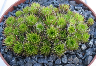 arachnoideum (bryoides)