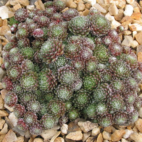 arachnoideum (bryoides)