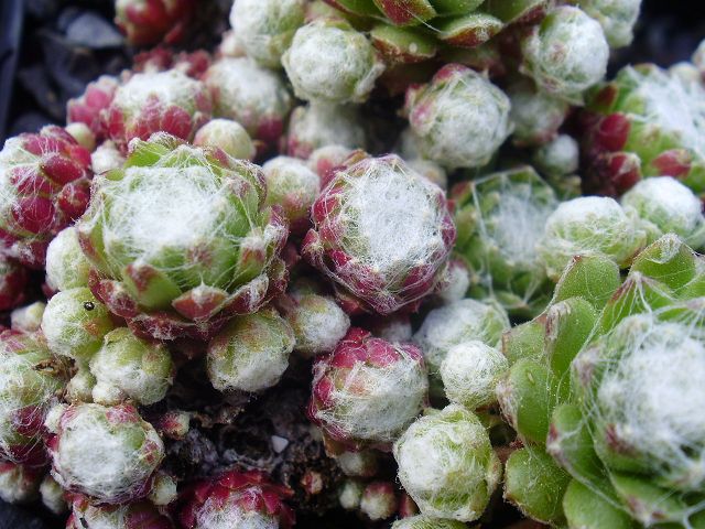 arachnoideum (bryoides)