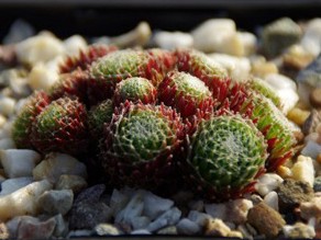 arachnoideum (bryoides)