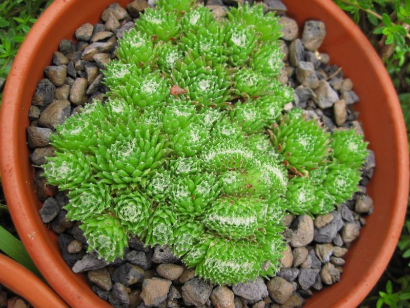 arachnoideum (bryoides) from "Sapa"