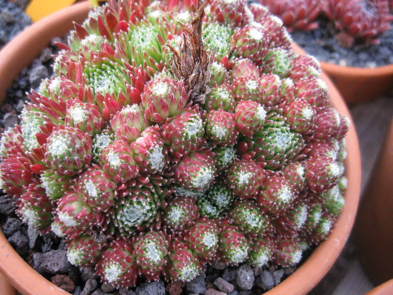 arachnoideum (bryoides) from "Sapa"