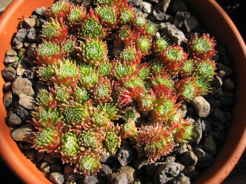 arachnoideum (bryoides) from "Sapa"