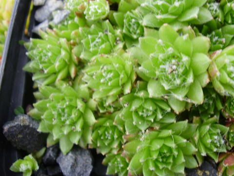 arachnoideum (glabrum)