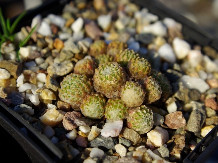 arachnoideum (gnaphalium)