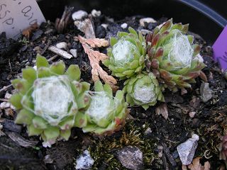 arachnoideum (gnaphalium)