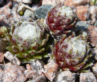 arachnoideum (gnaphalium)