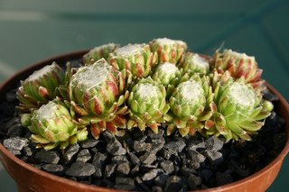 arachnoideum (gnaphalium)