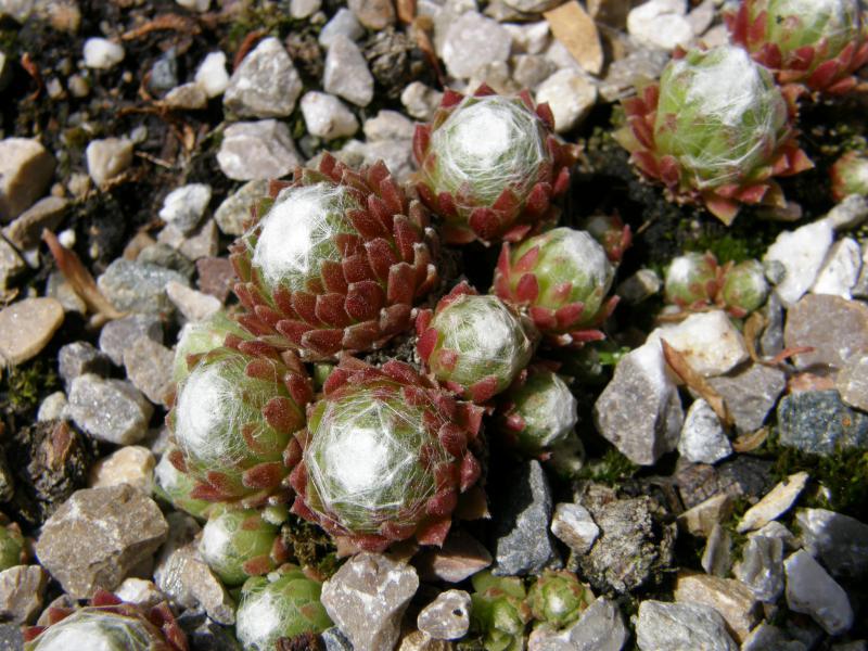 arachnoideum (gnaphalium)