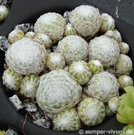 arachnoideum (gnaphalium)
