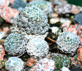 arachnoideum (gnaphalium)
